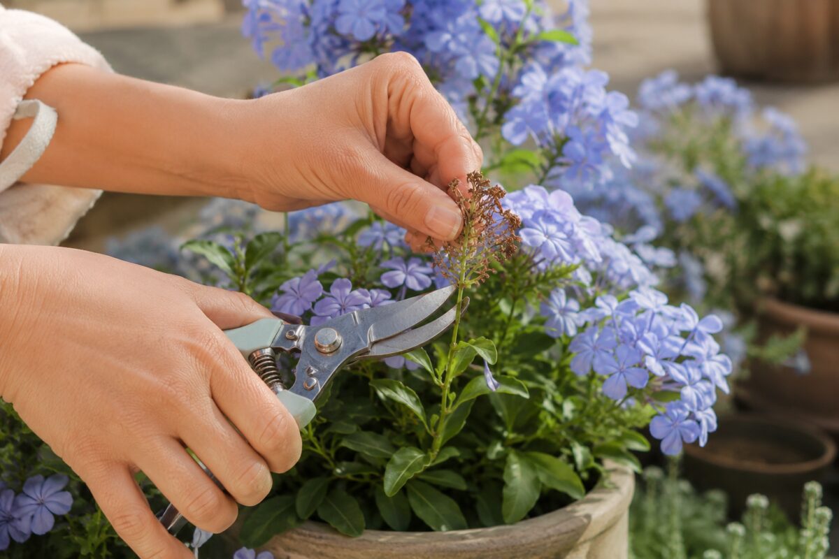 Taglio delle infiorescenze secche del plumbago con forbici da giardinaggio