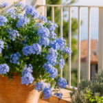 Plumbago in vaso a luglio: il controllo che mantiene i fiori azzurri anche con il caldo