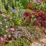 Aiuola estiva con tappezzanti fiorite che coprono il terreno a fine luglio