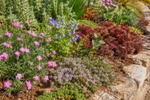 Aiuola estiva con tappezzanti fiorite che coprono il terreno a fine luglio