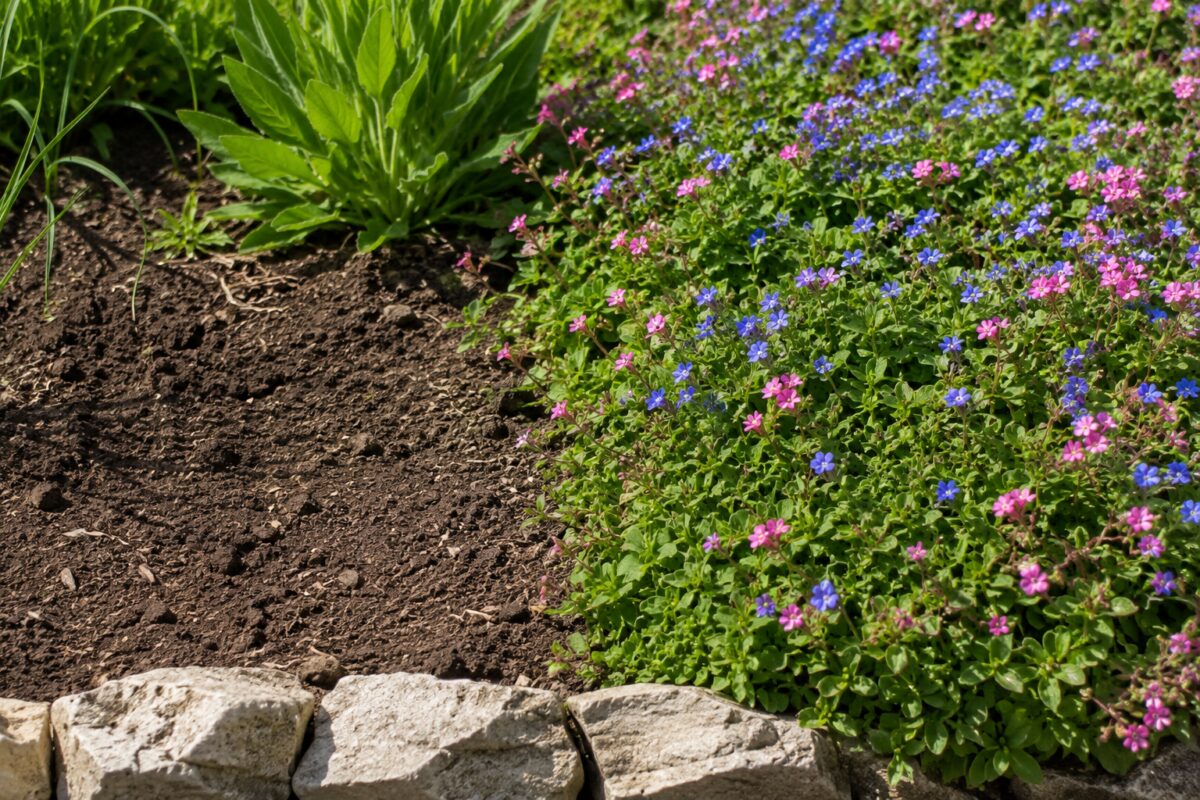 Confronto tra terreno nudo e suolo coperto da tappezzanti fiorite