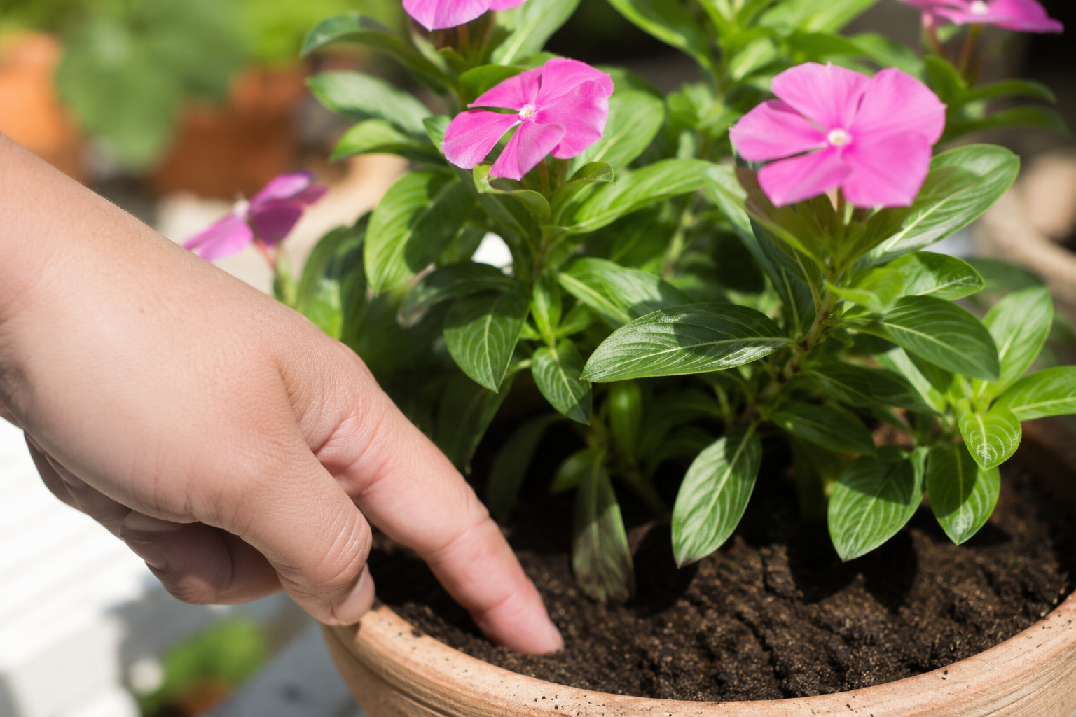 Vinca controllo irrigazione