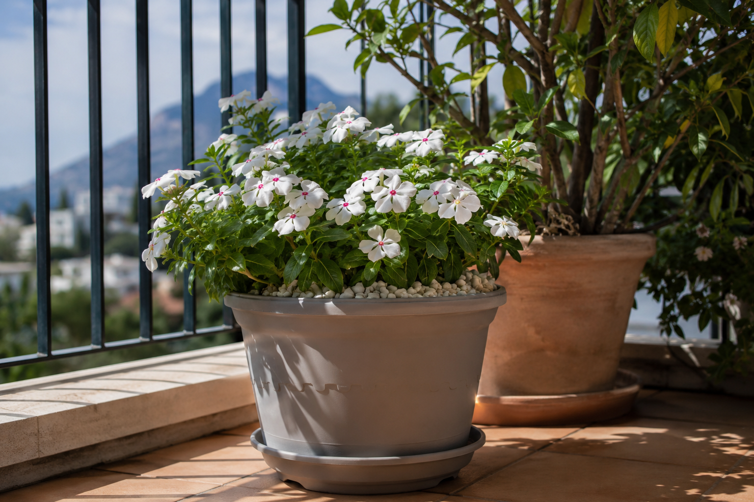 Vinca, controllo irrigazione