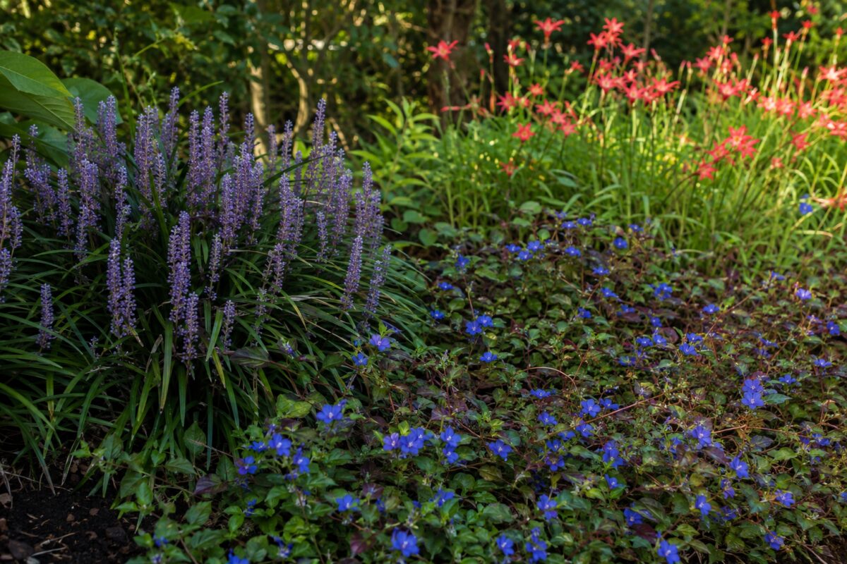 Liriope viola, Ceratostigma blu e Hesperantha corallo in una bordura di settembre