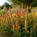 Agastache in fiore con spighe corallo e dorate in un giardino di fine estate