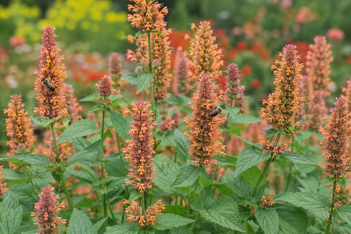 Dettaglio di spighe e foglie aromatiche di Agastache visitate dalle api