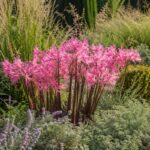 Amarine rosa in piena fioritura in un’aiuola di fine estate