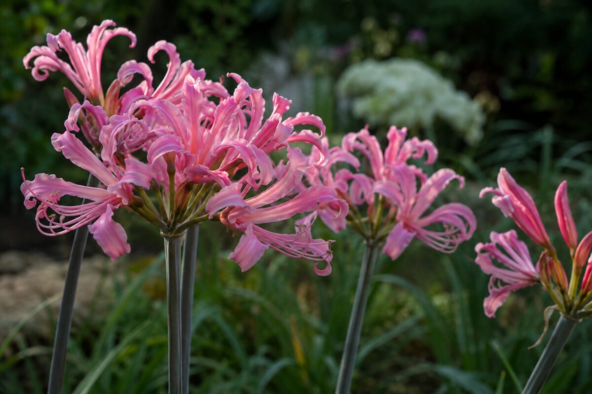 Primo piano dei fiori rosa di Amarine su steli alti