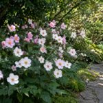 Anemoni giapponesi bianchi e rosa in una bordura luminosa di fine estate