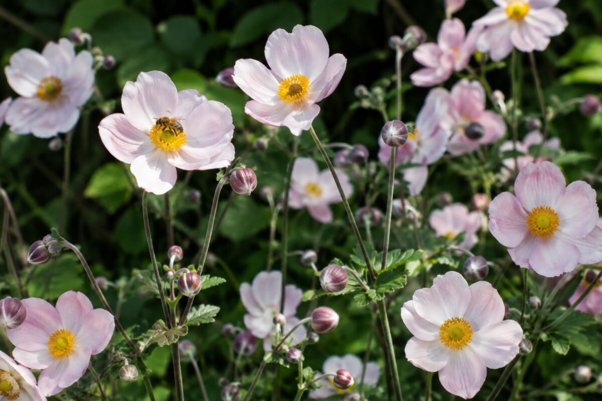Dettaglio di fiori di anemone giapponese con petali rosa e centro dorato
