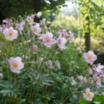Anemoni giapponesi rosa in una bordura luminosa di mezz’ombra