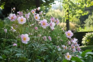 Anemoni giapponesi rosa in una bordura luminosa di mezz’ombra