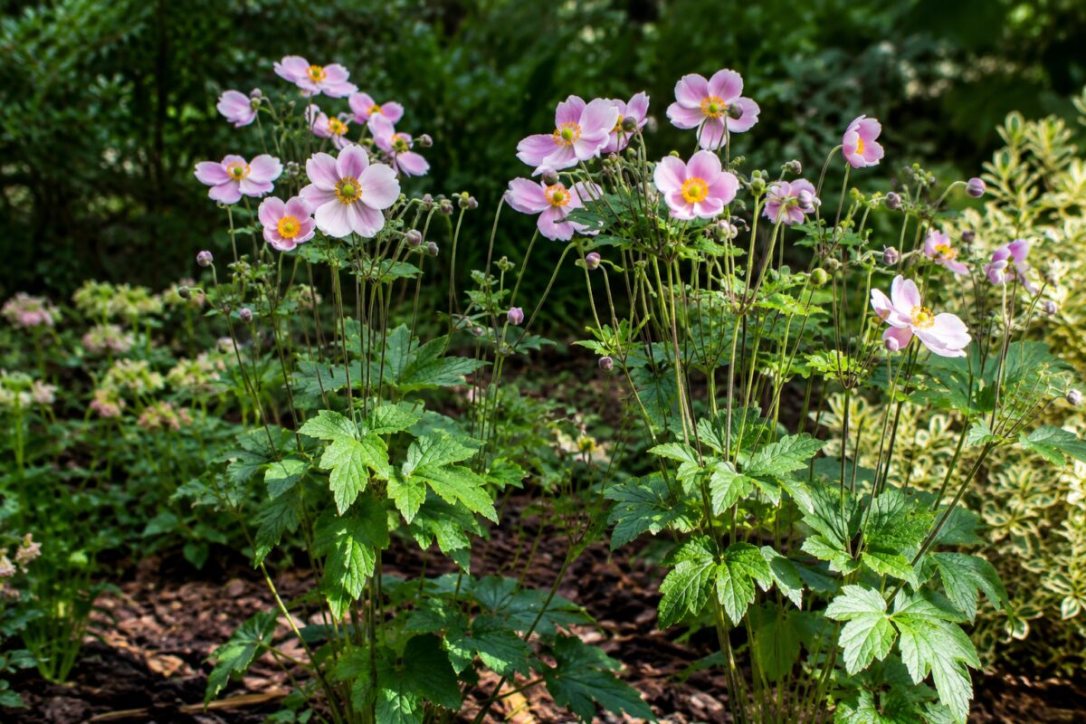 Primo piano di anemoni giapponesi rosa con foglie verdi e terreno pacciamato