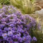Massa di Aster viola fioriti in una bordura di fine estate