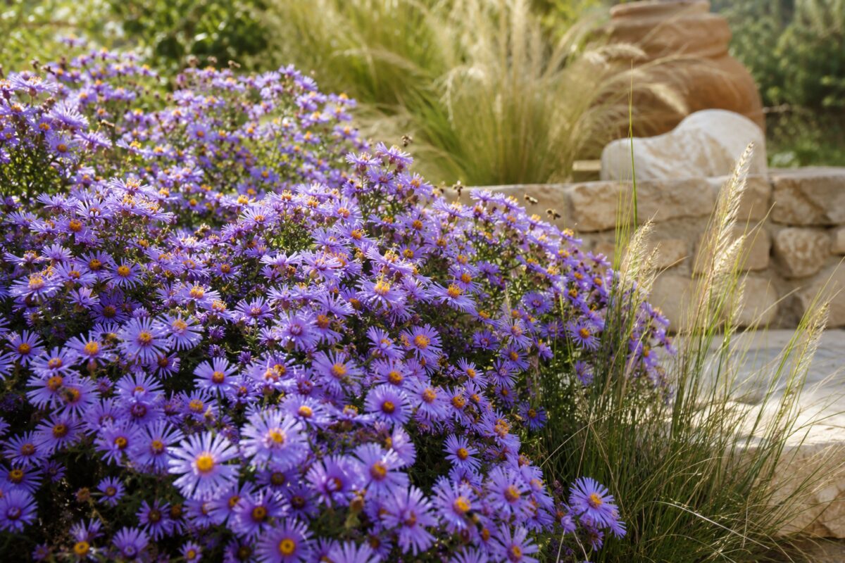 Massa di Aster viola fioriti in una bordura di fine estate