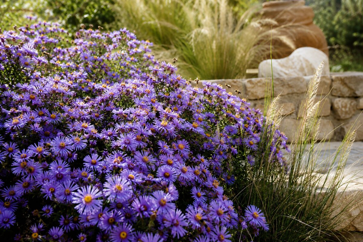 Massa di Aster viola fioriti in una bordura di fine estate