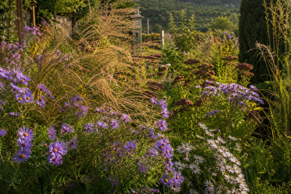 Aster viola e bianchi abbinati a sedum e graminacee