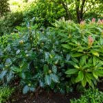 Camelie e rododendri con nuovi boccioli in un giardino ombreggiato