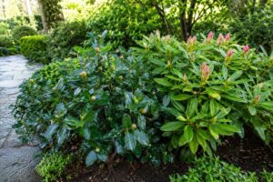 Camelie e rododendri con nuovi boccioli in un giardino ombreggiato