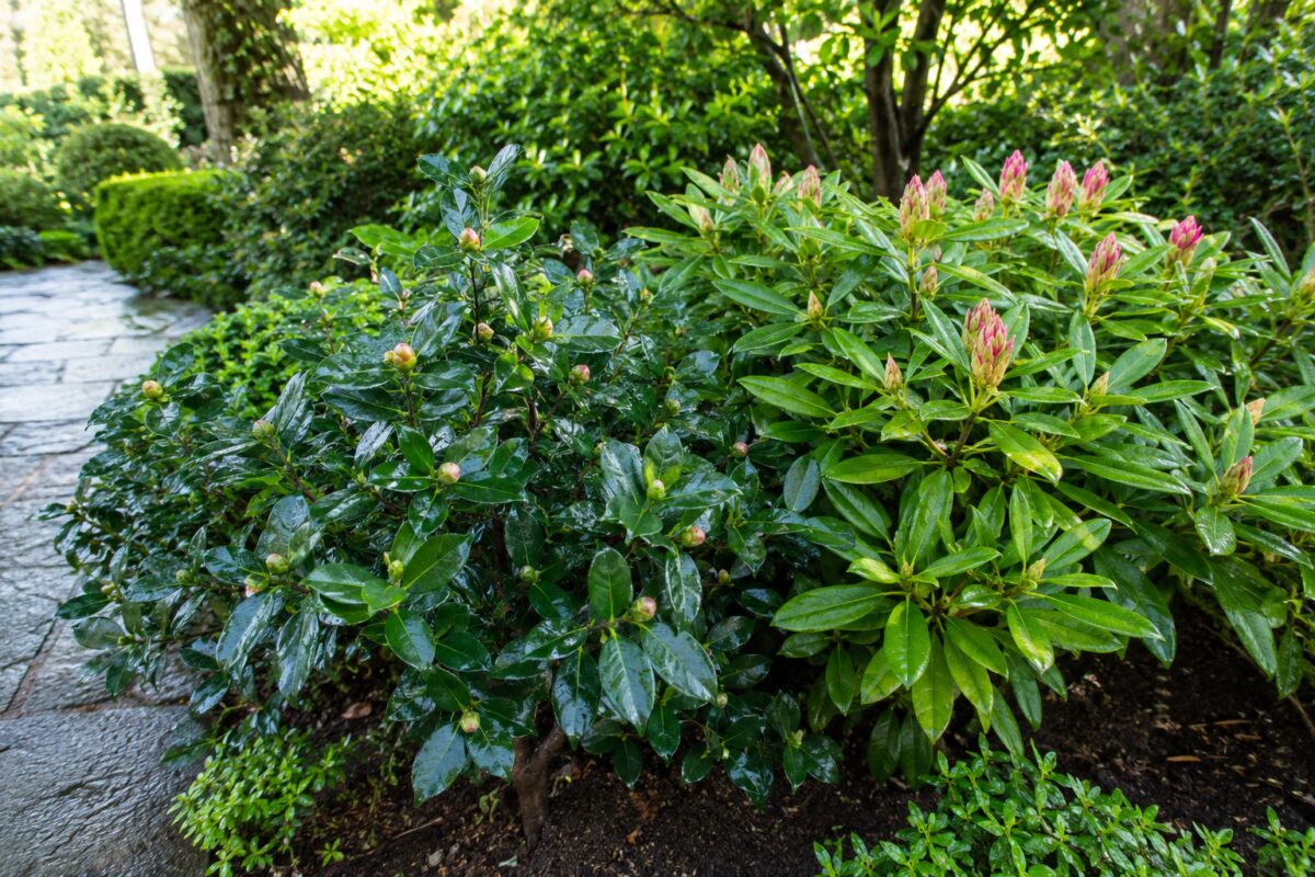 Camelie e rododendri con nuovi boccioli in un giardino ombreggiato