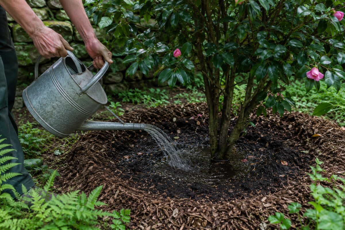 Irrigazione lenta alla base di una camelia con pacciamatura organica