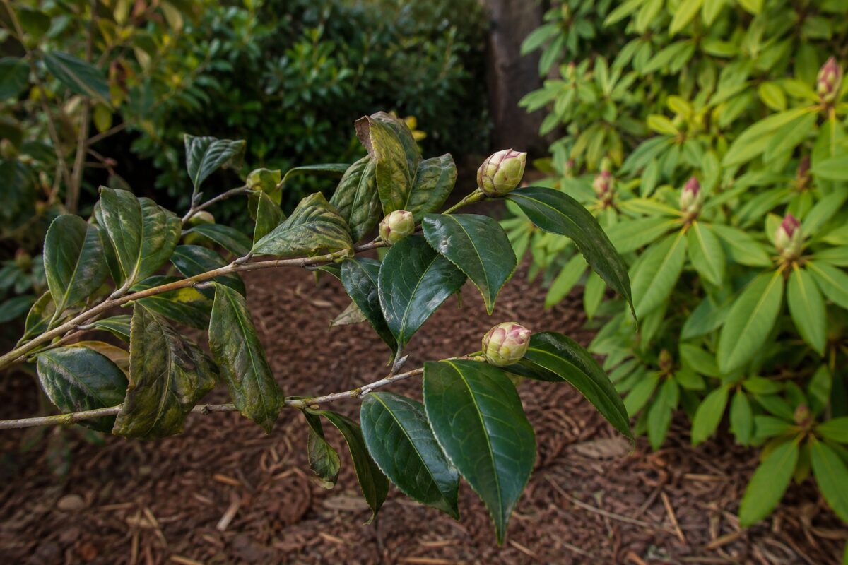 Boccioli e foglie di camelia osservati durante la cura estiva