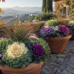 Cavoli ornamentali colorati in vasi di terracotta su un terrazzo