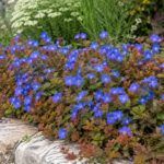 Ceratostigma con fiori blu e foglie rosso bronzo in giardino