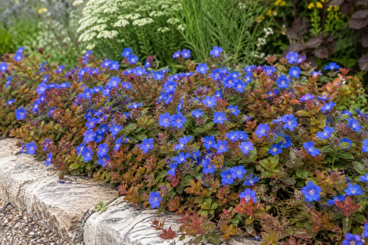 Ceratostigma con fiori blu e foglie rosso bronzo in giardino
