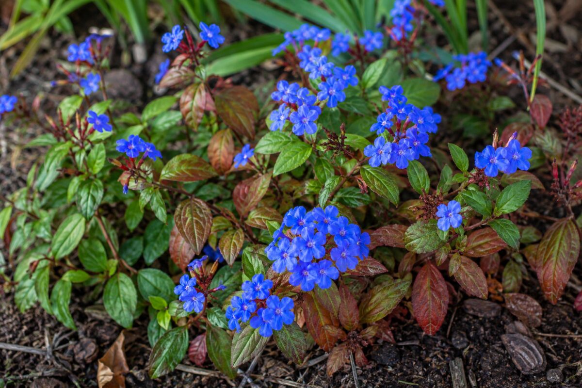 Dettaglio dei fiori blu del Ceratostigma plumbaginoides