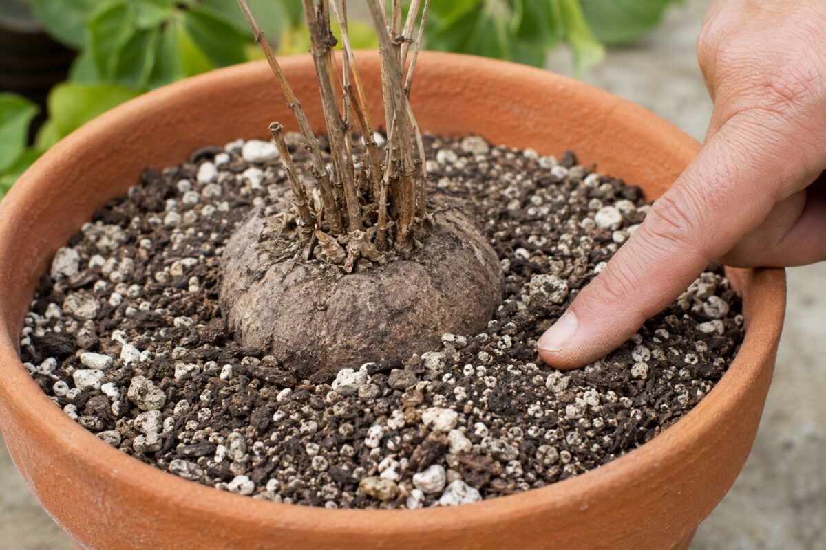 Tubero di ciclamino in terriccio drenante controllato con un dito