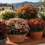 Crisantemi compatti in vaso con fiori borgogna, bronzo e crema