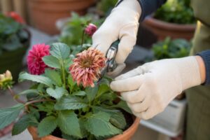 Dalie piene di fiori ad agosto: il taglio semplice che riapre boccioli e salva gli steli dal caldo Taglio di un fiore sfiorito di dalia sopra foglie sane