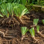 Rizomi di iris barbati divisi e pronti per essere ripiantati