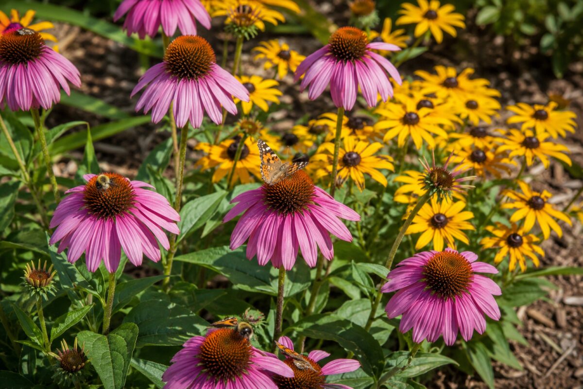 Fiori di echinacea e rudbeckia visitati da insetti impollinatori