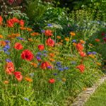 Aiuola primaverile con fiordalisi calendule e papaveri