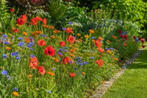 Aiuola primaverile con fiordalisi calendule e papaveri