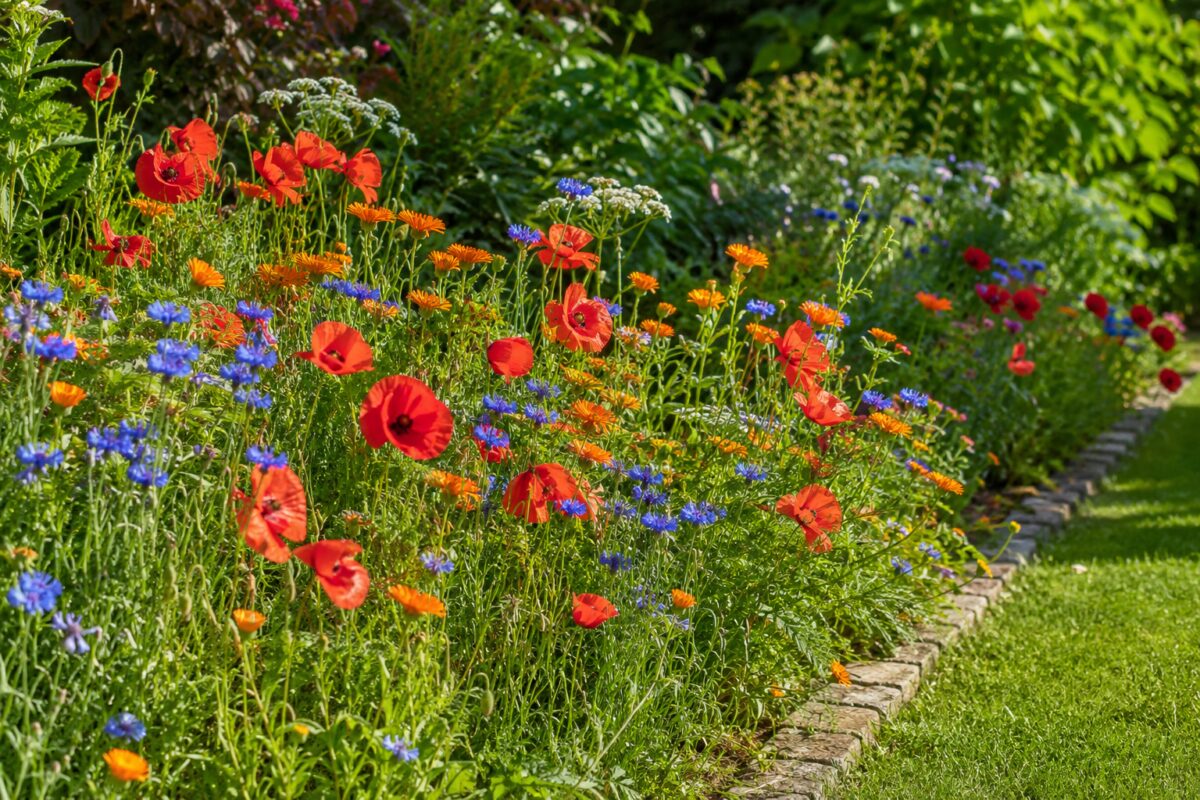 Aiuola primaverile con fiordalisi calendule e papaveri