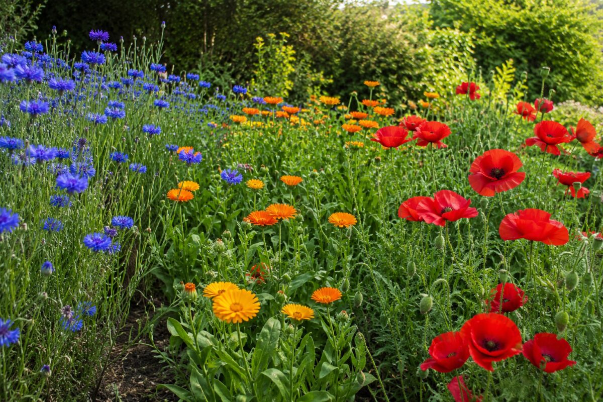Fiordalisi blu calendule arancio e papaveri rossi in fiore