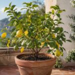 Limone in vaso con foglie verdi e gialle su una terrazza luminosa