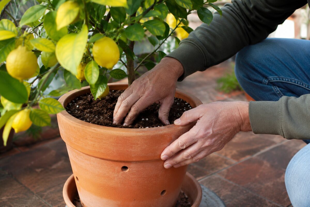 Verifica dell’umidità nel terriccio di un limone in vaso