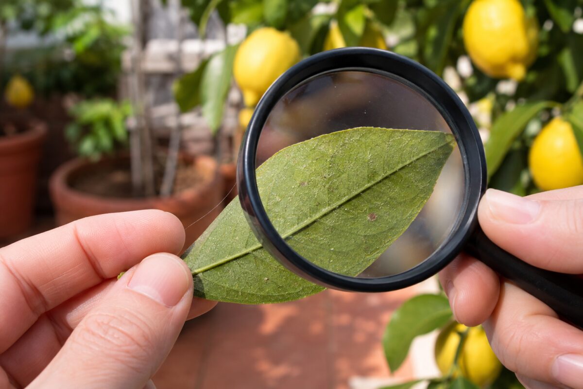 Controllo del rovescio delle foglie di limone per individuare il ragnetto rosso