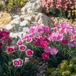 Garofani e dianthus rosa, bianchi e carminio in un giardino ghiaioso