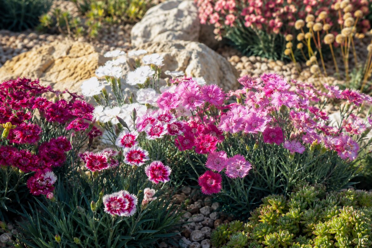 Garofani e dianthus rosa, bianchi e carminio in un giardino ghiaioso