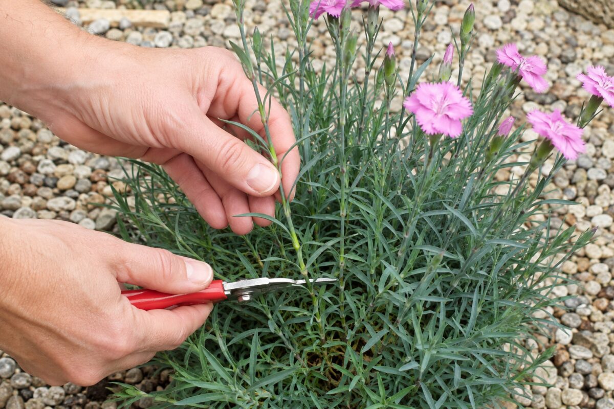 Prelievo di una talea laterale da una pianta di dianthus