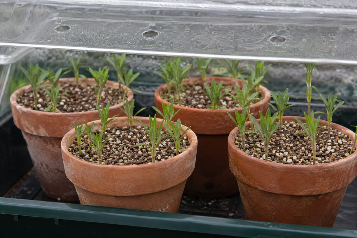 Talee di dianthus in vasi con substrato drenante sotto copertura