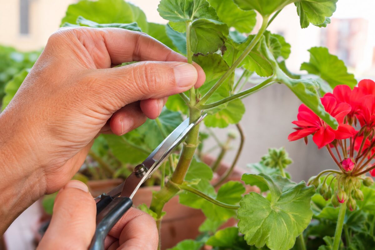 Taglio di un getto di pelargonio subito sotto un nodo