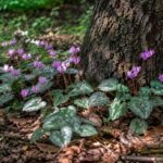 Fiori e foglie marmorizzate di Cyclamen hederifolium nella mezz’ombra