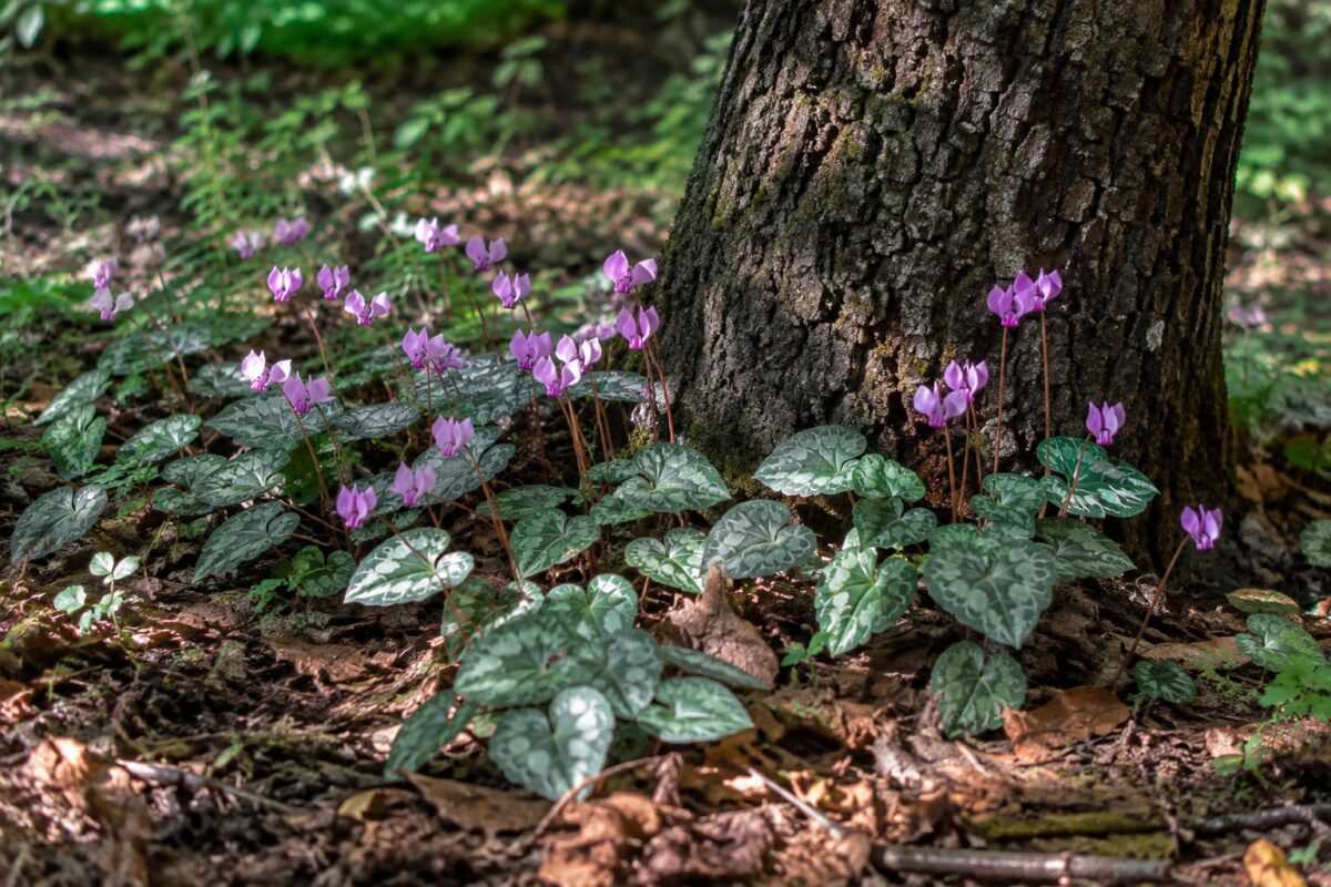 Fiori e foglie marmorizzate di Cyclamen hederifolium nella mezz’ombra
