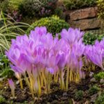 Colchici autunnali lilla in fiore in un’aiuola di fine estate